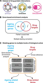 Using the drug-protein interactome to identify anti-ageing compounds for humans (Research Article)